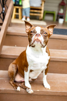 Sookie